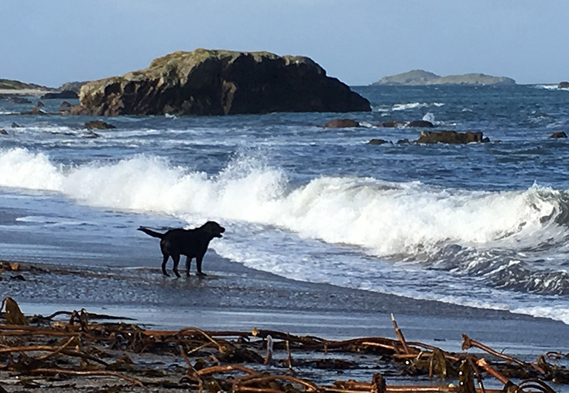 Charles Moseley | Iona Blog | Dog on the Beach | Cambridge Writer